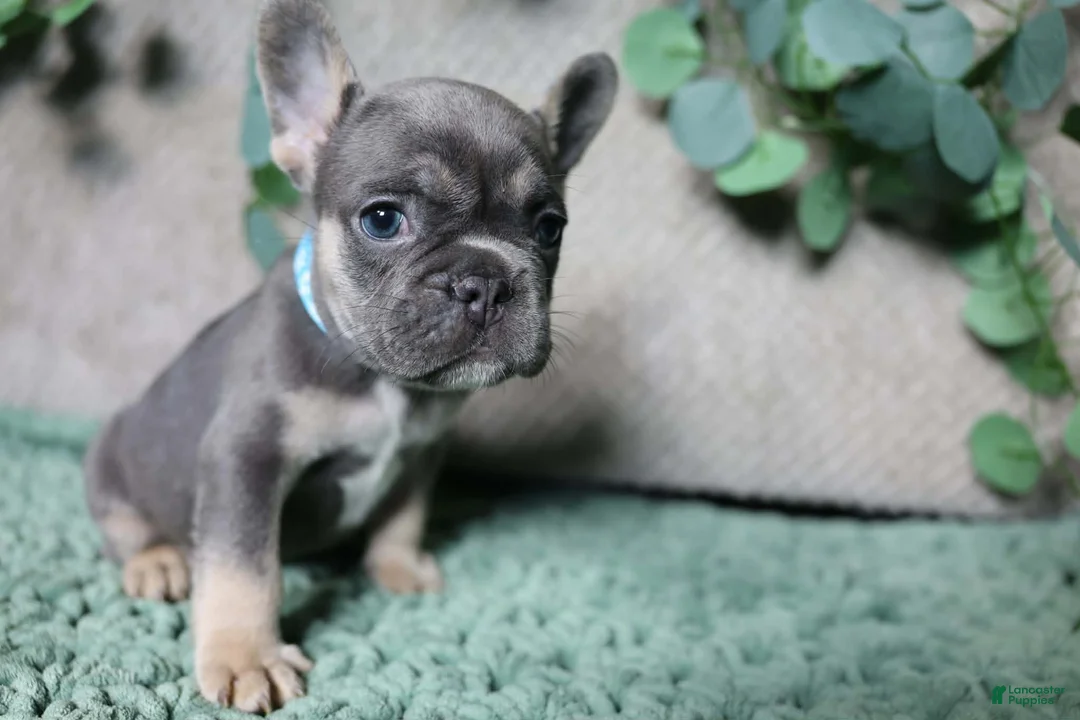 French Bulldog dogs for sale: Fredrick - Ad 2