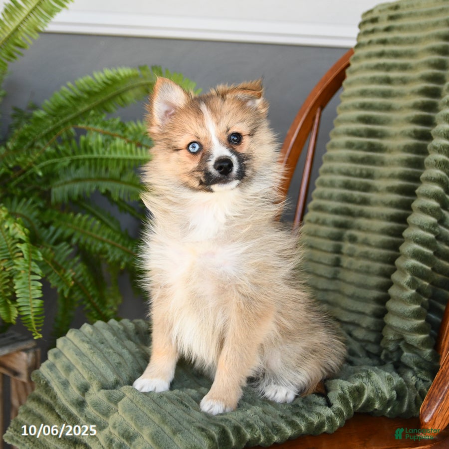 Pomsky dogs Star - Ad 15