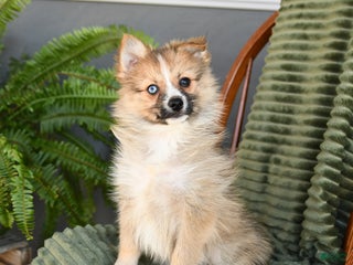 Pomsky dogs Star - Ad 26