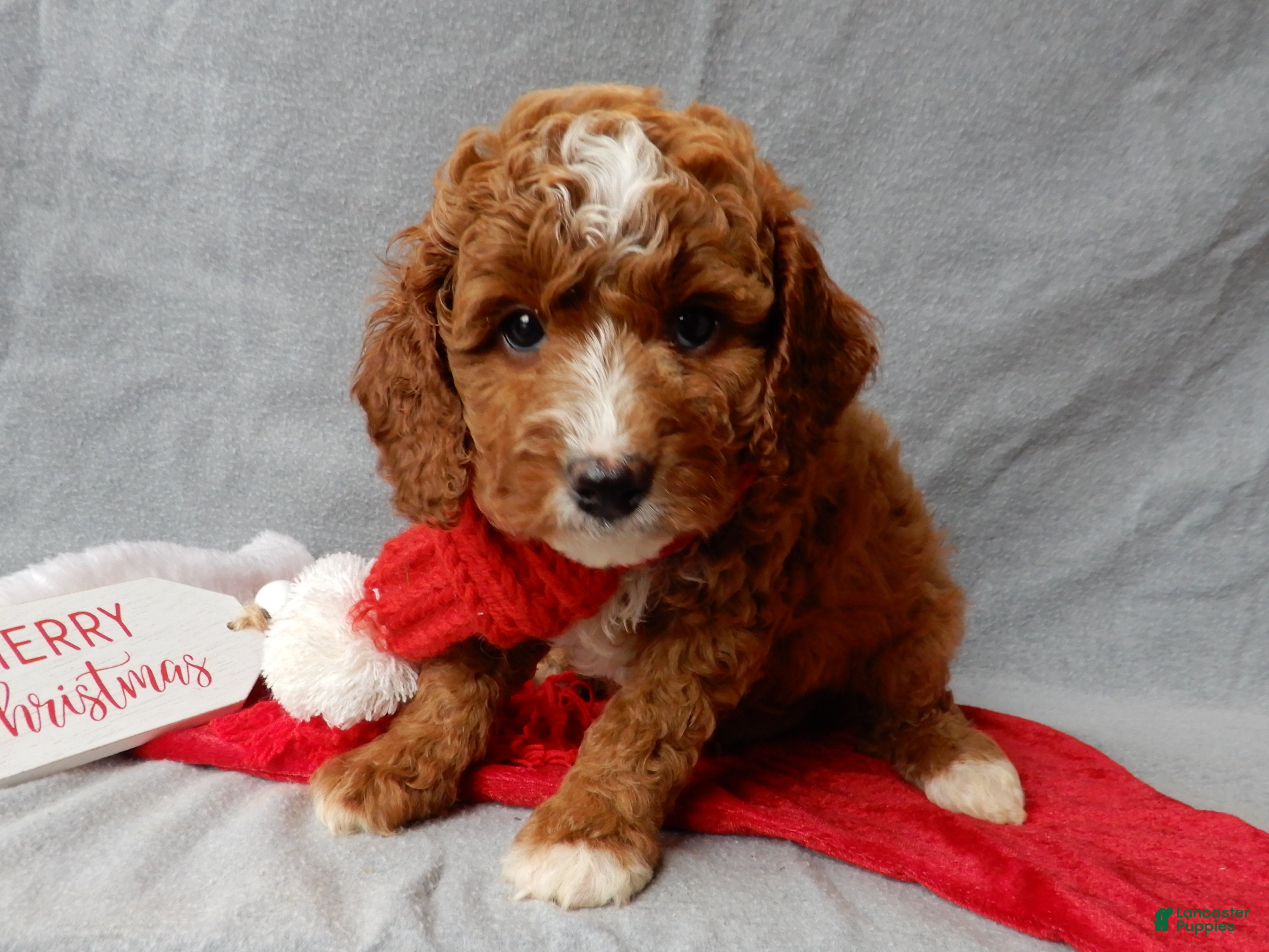 Cavapoo dogs Chester - Ad 18