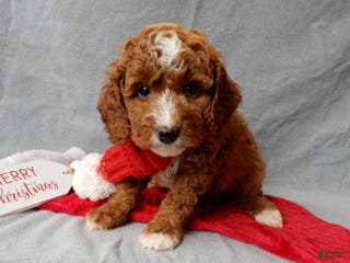 Cavapoo dogs Chester - Ad 32