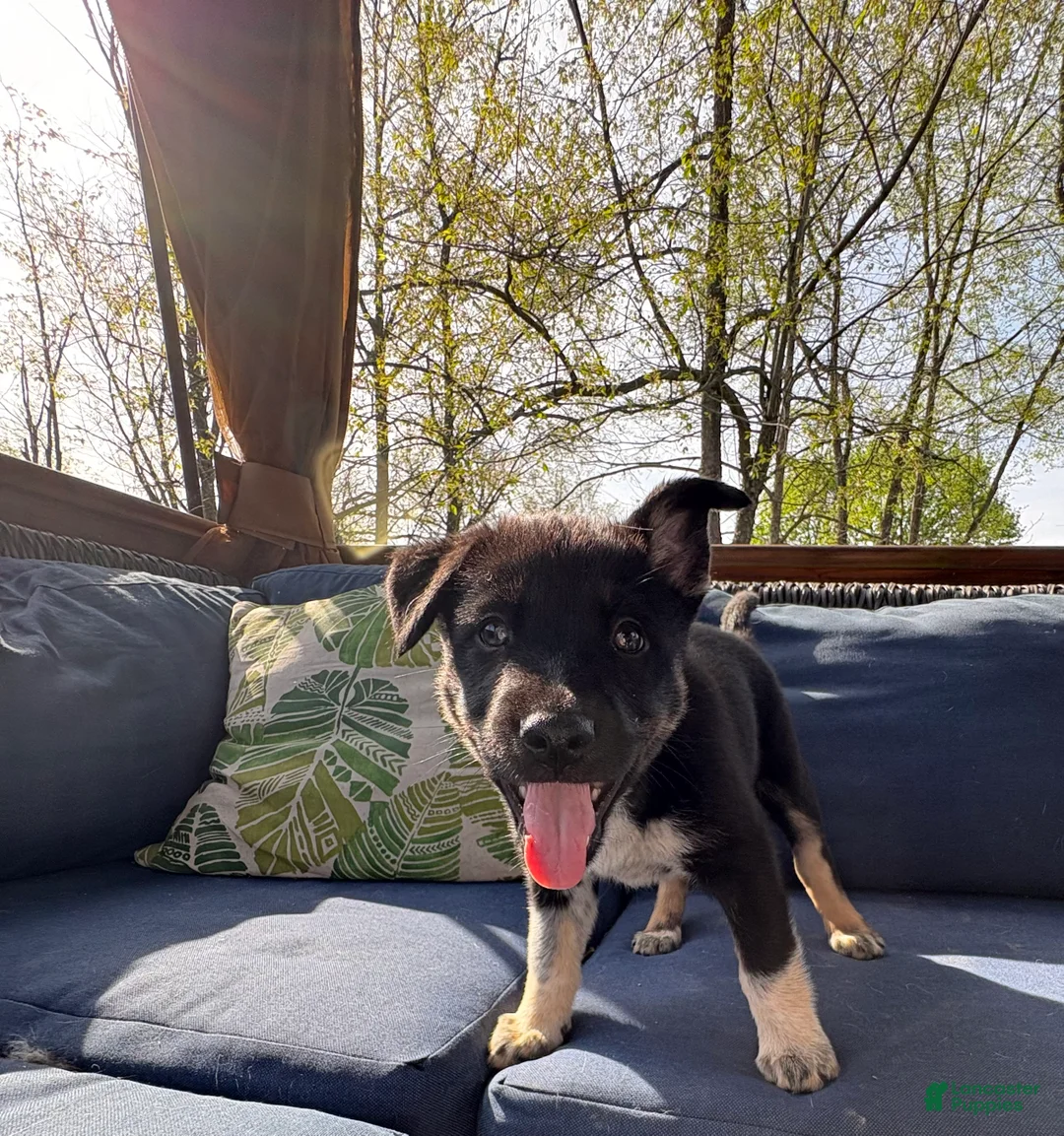 Mixed Breed dogs for sale: Luna - Ad 1