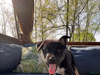 Mixed Breed dogs for sale: Luna - Ad 1