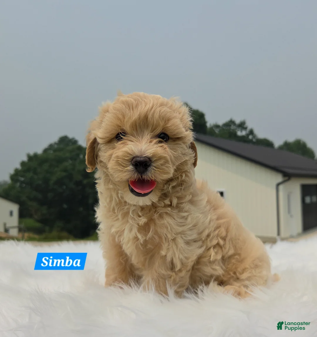 Maltipoo dogs for sale: Simba - Ad 1