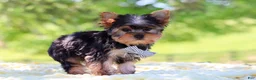 Yorkshire Terrier dogs for sale: Bolt - Ad 8