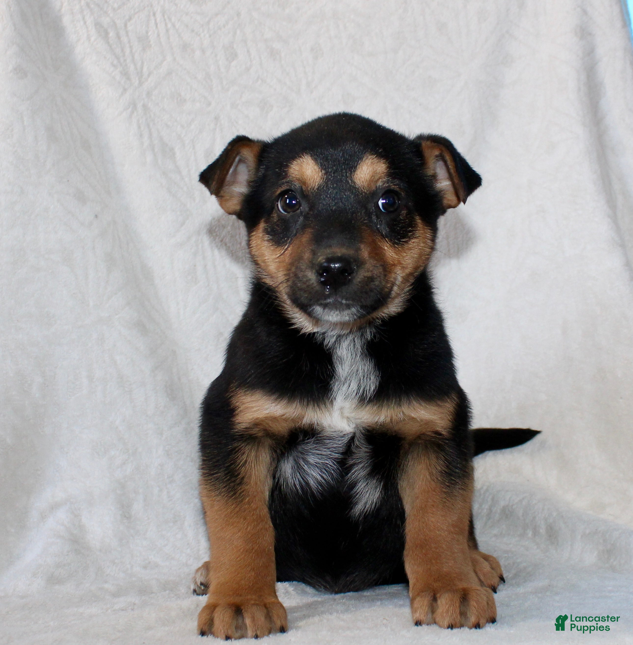 Mixed Breed dogs Snickers - Ad 2