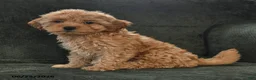 Cockapoo dogs for sale: Hickory - Ad 3