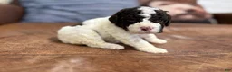 Lagotto Romagnolo dogs for sale: Purple collar Female - Ad 2