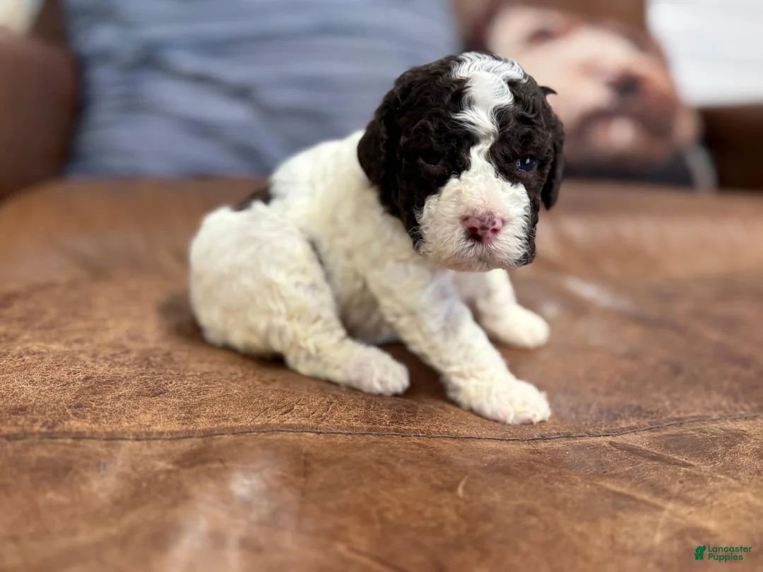 Lagotto Romagnolo dogs for sale: Purple collar Female - Ad 2