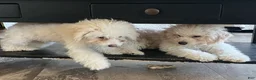 Cavapoo dogs for sale: April - Ad 4