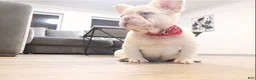 French Bulldog dogs for sale: Bersly - Ad 1