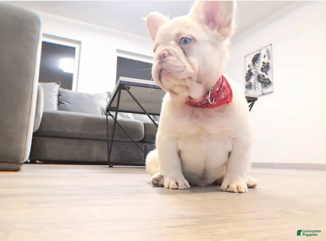 French Bulldog dogs for sale: Bersly - Ad 1