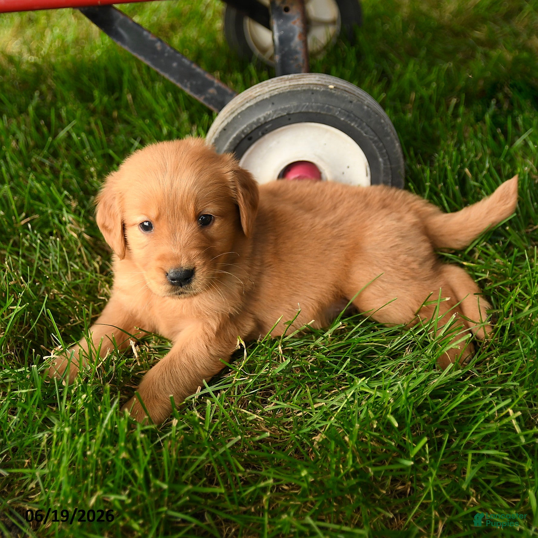 Golden Retriever dogs Charlize - Ad 2