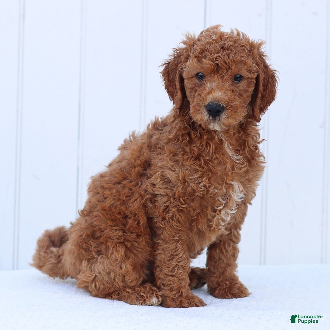 Standard Poodle dogs for sale: Ronnie - Ad 10