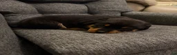 Rottweiler dogs for sale: Rottweiler 4 red collar - Ad 4