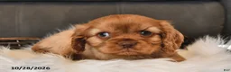 Cavalier King Charles Spaniel dogs for sale: Indigo - Ad 3