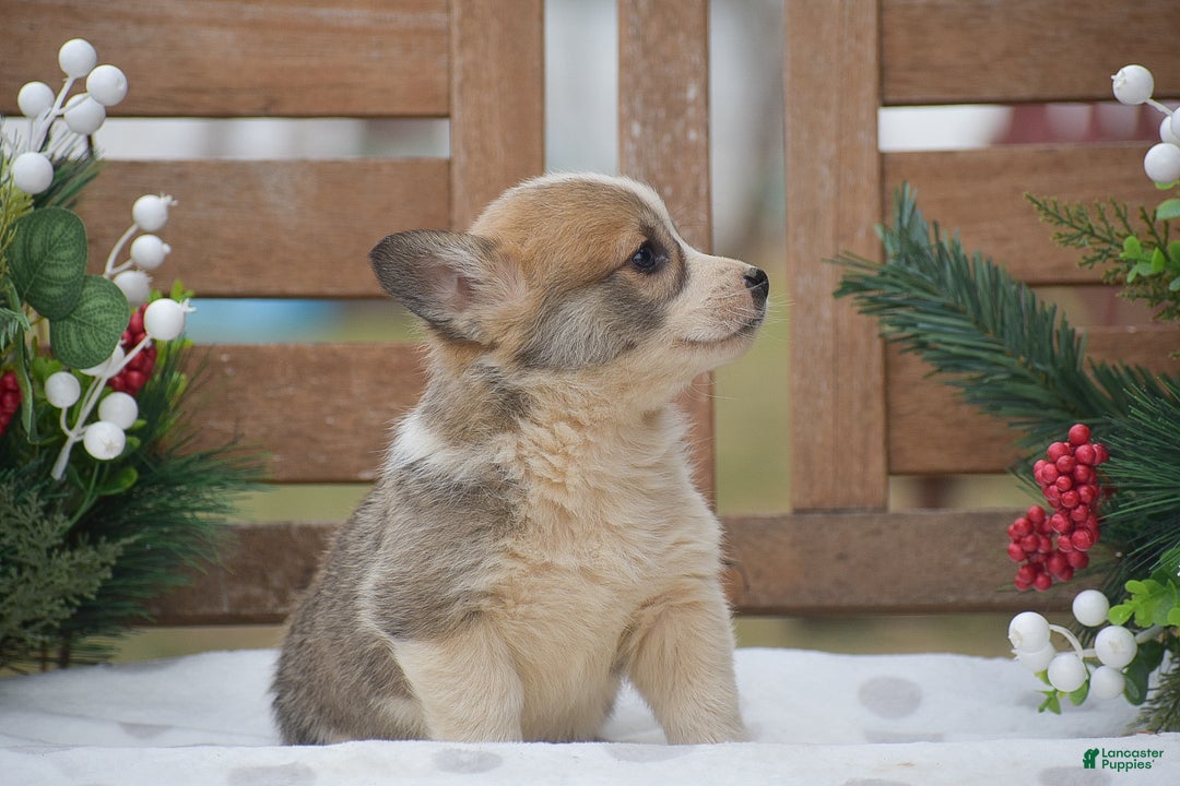 Welsh Corgi Pembroke dogs for sale: Mingo - Ad 2