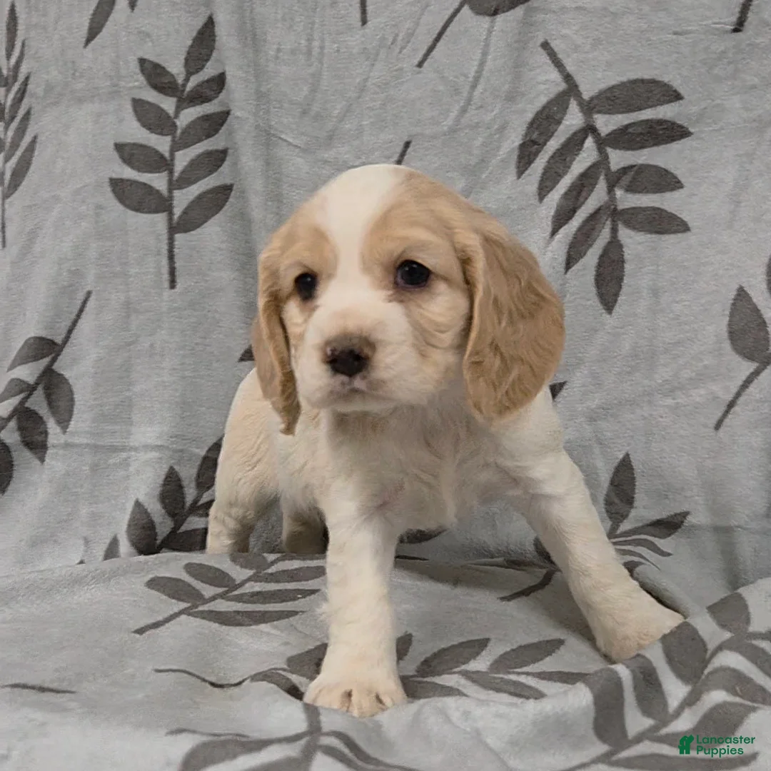 Cocker Spaniel dogs for sale: Caterpillar - Ad 1