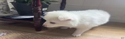American Eskimo dogs for sale: Basil - Ad 2