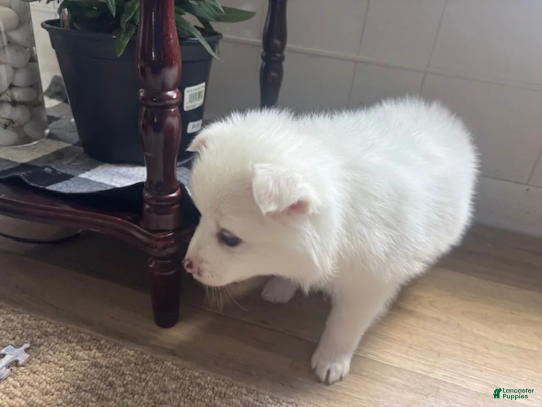 American Eskimo dogs for sale: Basil - Ad 2