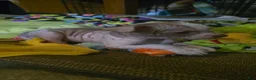 Chinese Crested dogs for sale: Kevin - Ad 3