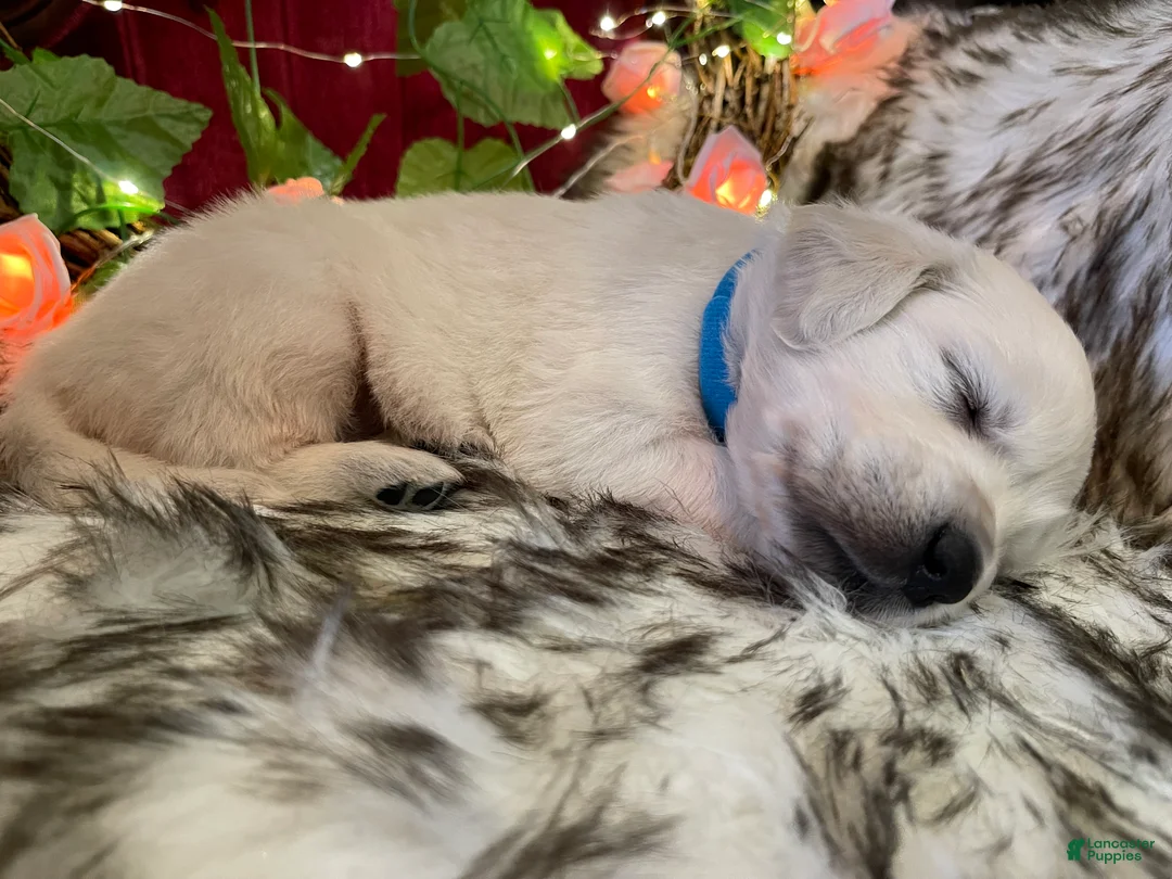 Golden Retriever dogs for sale: Mikey - Ad 2