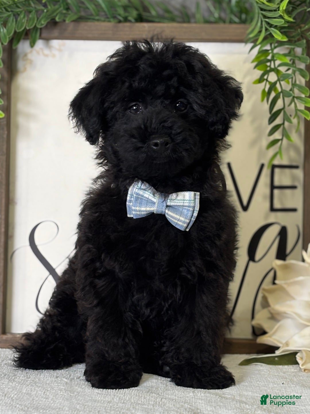 Toy Poodle dogs for sale: Smacker - Ad 5