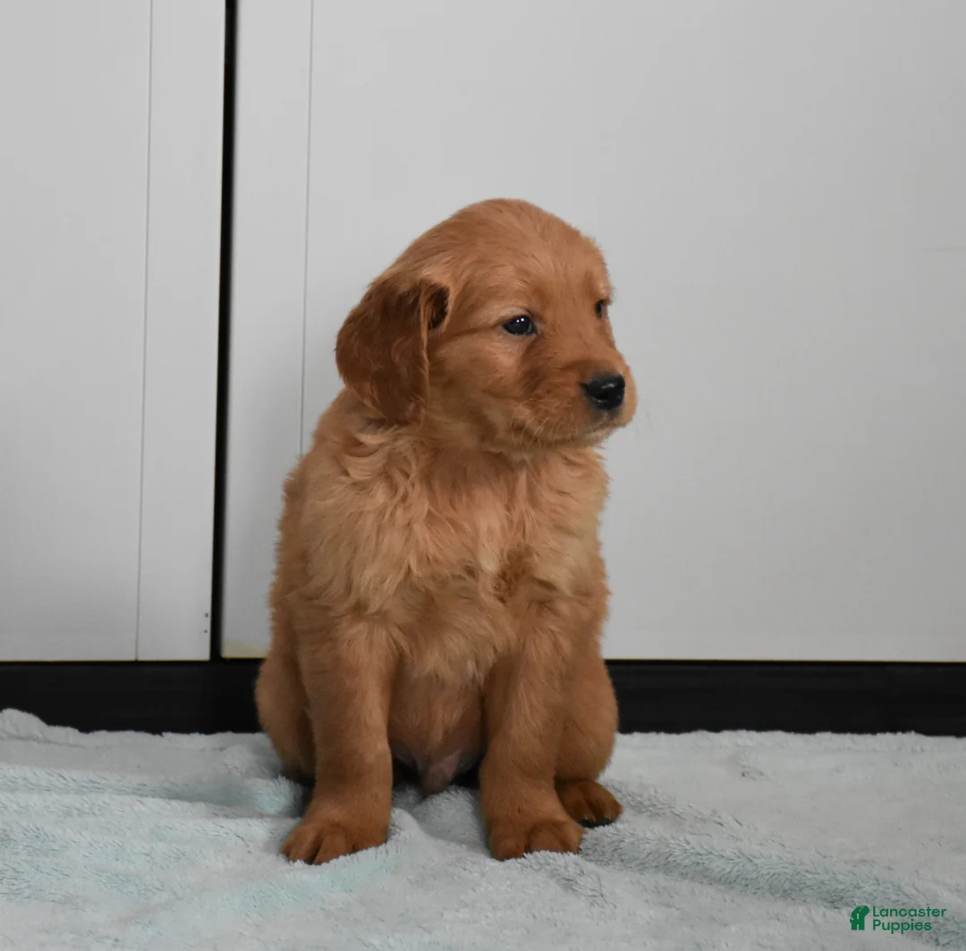 Golden Retriever dogs for sale: Dallas Genetic/OFA - Ad 2