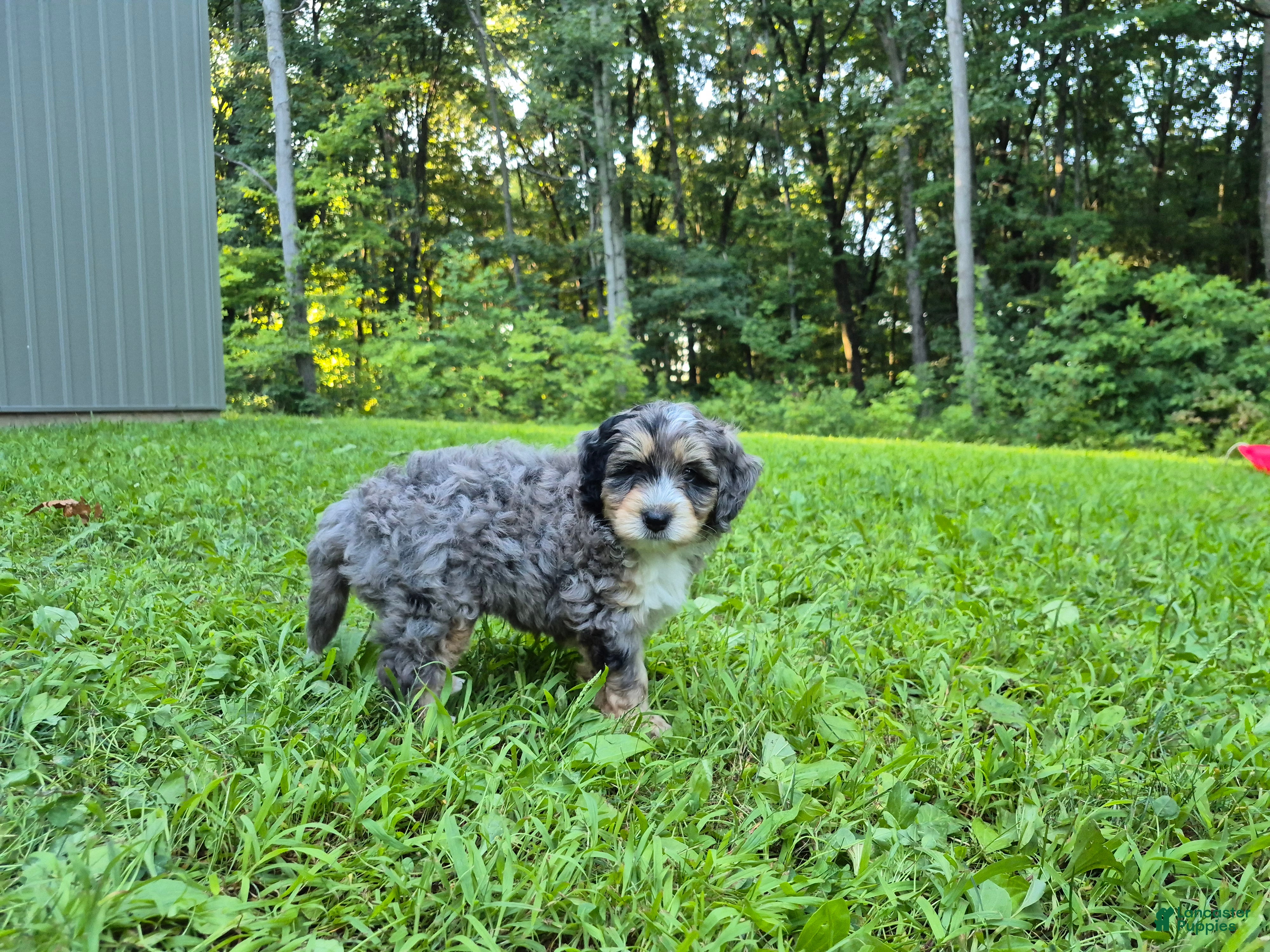 Bernedoodle dogs Jack - Ad 2