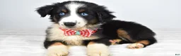 Miniature Australian Shepherd dogs for sale: Finley - Ad 7