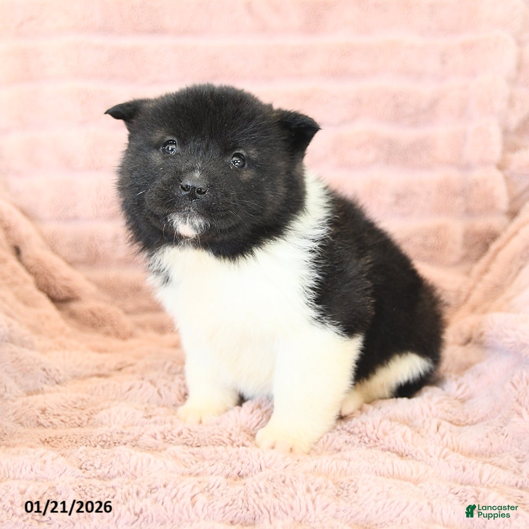 Akita dogs for sale: Flame - Ad 5