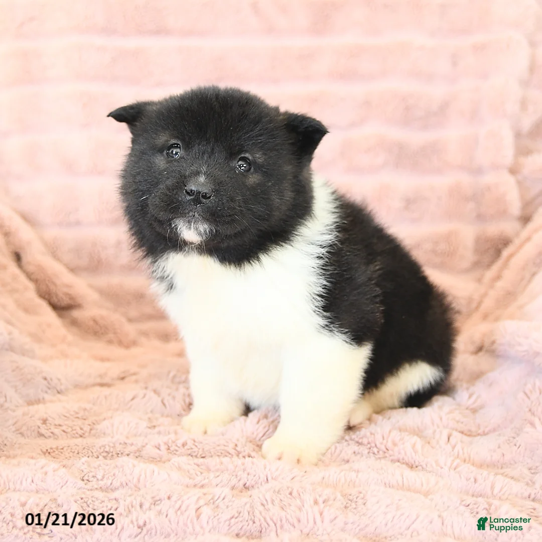 Akita dogs for sale: Flame - Ad 10