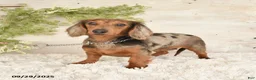 Miniature Dachshund dogs for sale: Travis - Ad 6