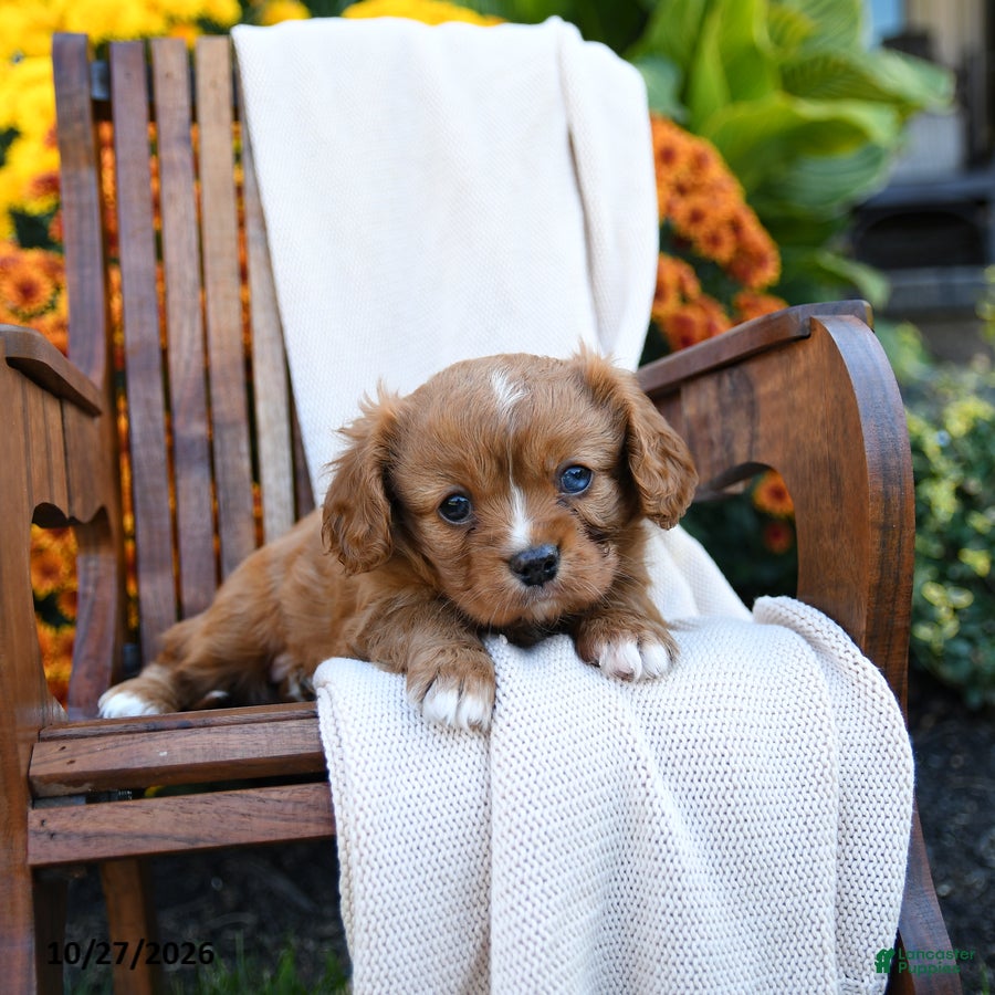 Cavalier King Charles Spaniel dogs for sale: Jenny - Ad 2