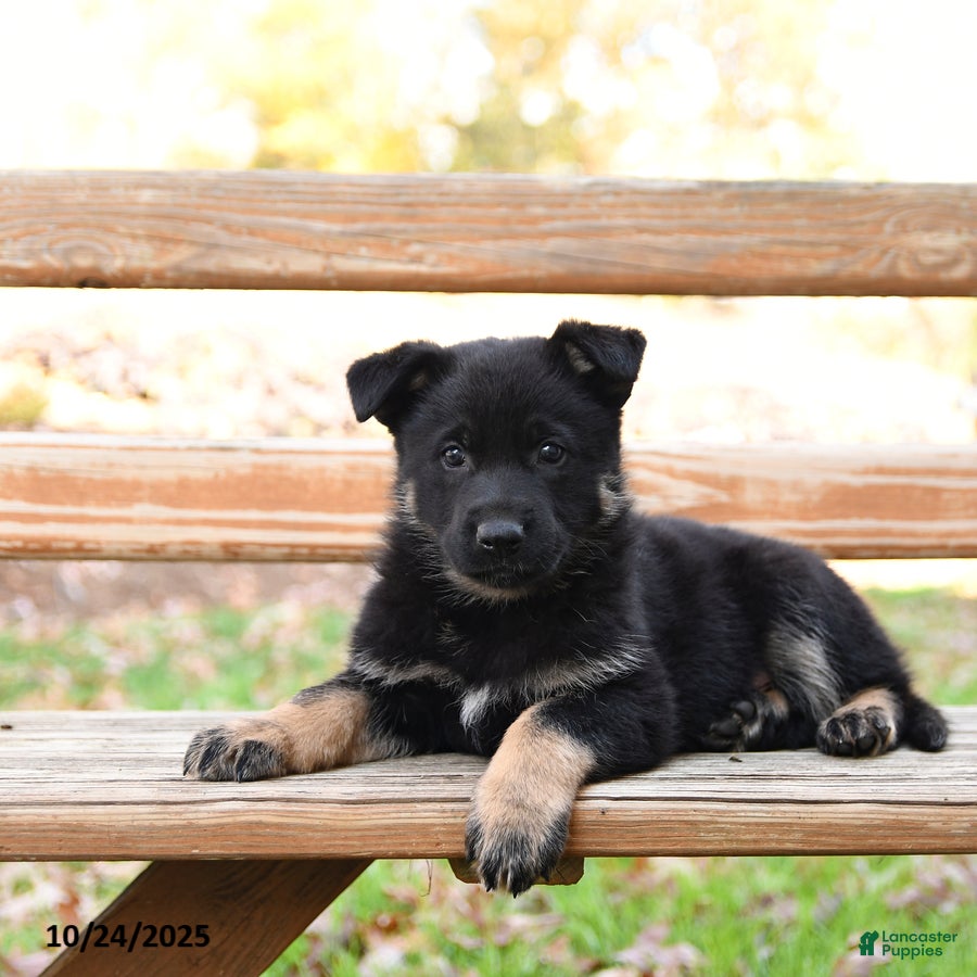 German Shepherd dogs Weston - Ad 39