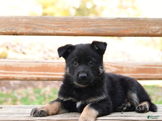 German Shepherd dogs Weston - Ad 35