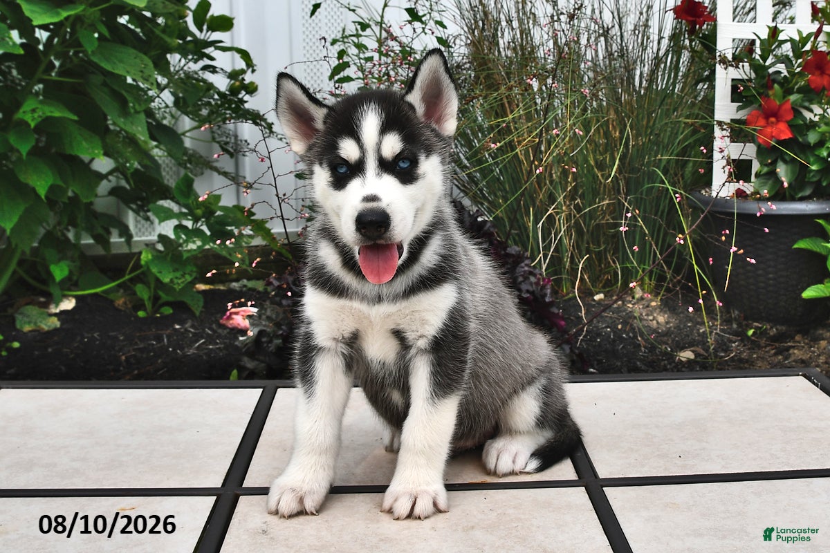 Siberian Husky dogs Kodiak - Ad 1