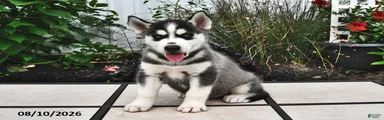 Kodiak