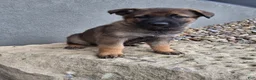 German Shepherd dogs for sale: Storm - Ad 3