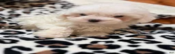 Maltipoo dogs for sale: Twilight  - Ad 8