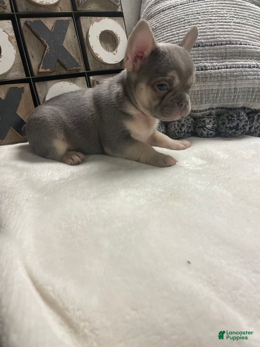 French Bulldog dogs for sale: French Bulldog Puppy 4 - Ad 8