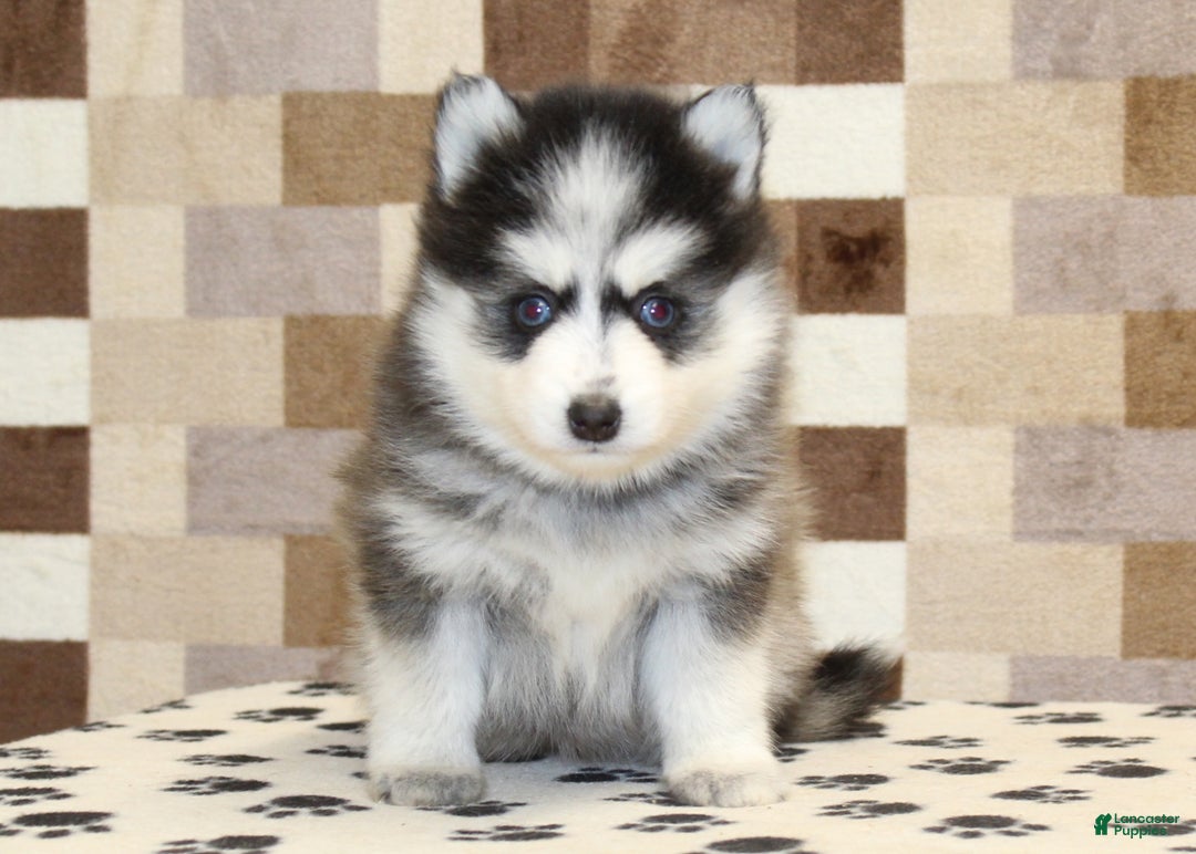 Pomsky dogs for sale: Penny - Ad 3