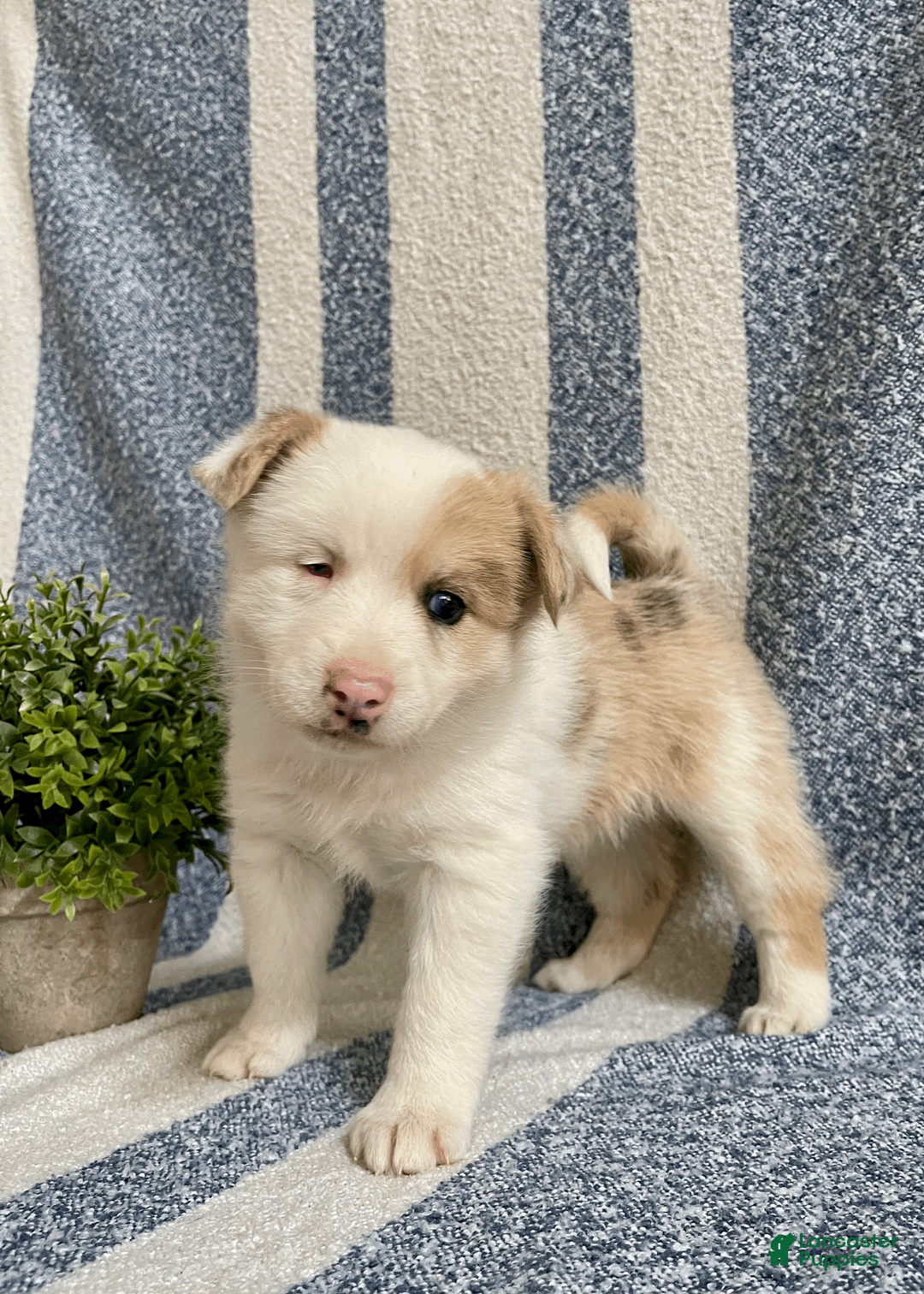 Pomsky dogs for sale: Cookie - Ad 1