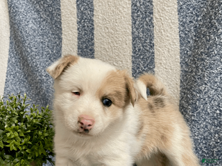 Pomsky dogs for sale: Cookie - Ad 1