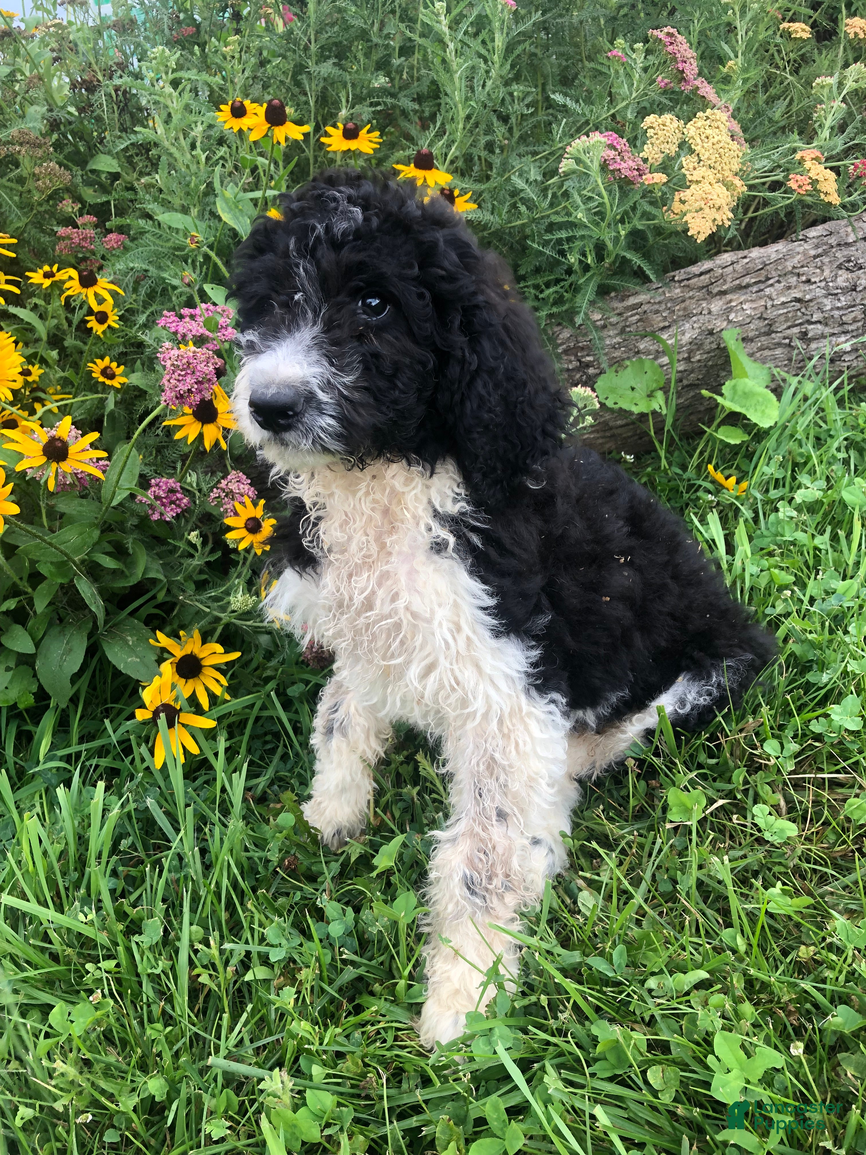 Goldendoodle dogs for sale: Roper - Ad 3