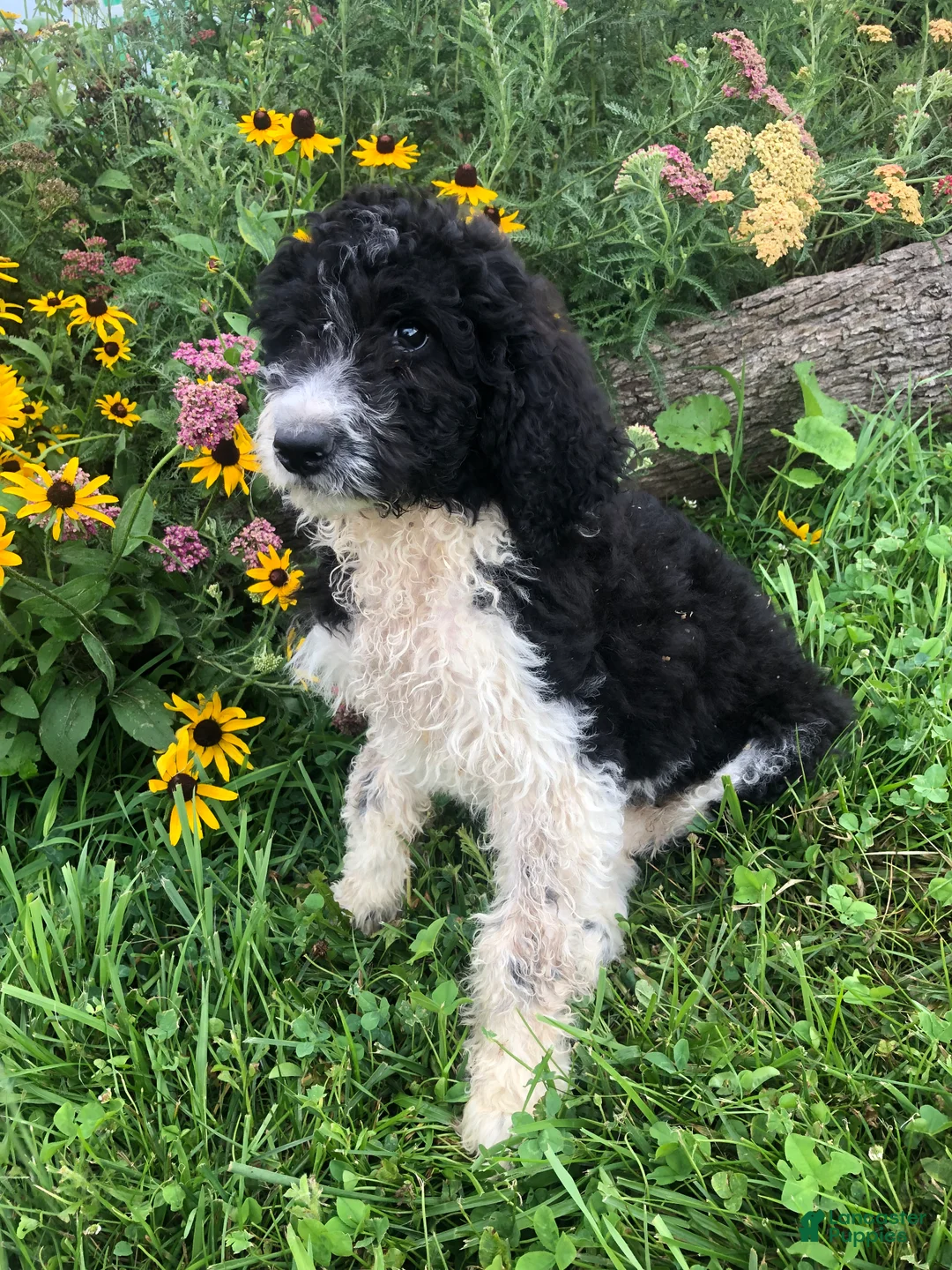 Goldendoodle dogs for sale: Roper - Ad 1