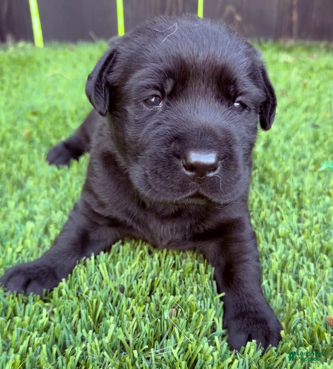 Labrador Retriever dogs for sale: Labrador Retriever Puppy 2 - Ad 2