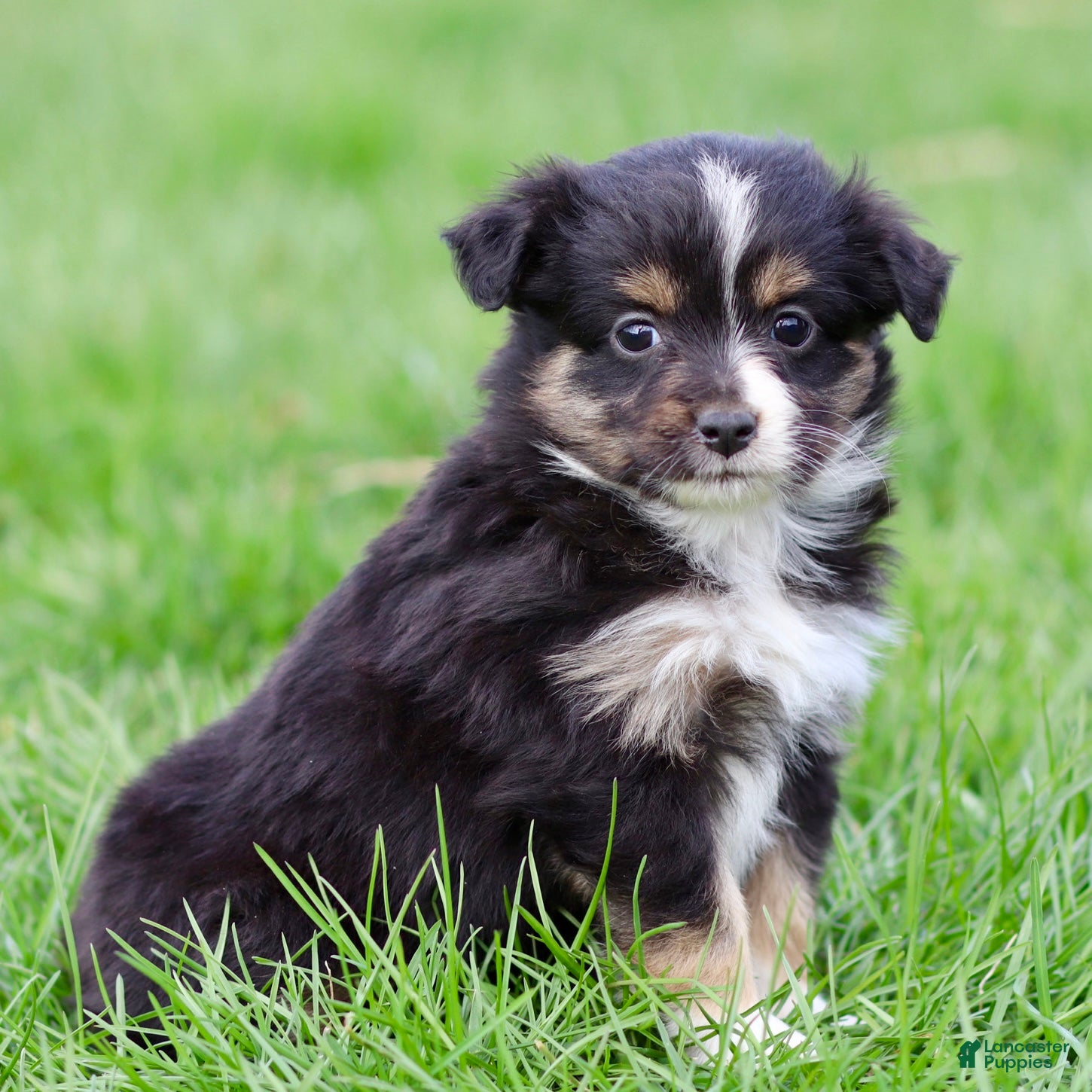 Miniature Australian Shepherd dogs Janis - Ad 2