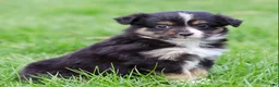Miniature Australian Shepherd dogs for sale: Janis - Ad 2