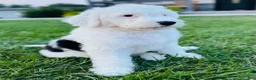 Sheepadoodle dogs for sale: Lily  - Ad 1